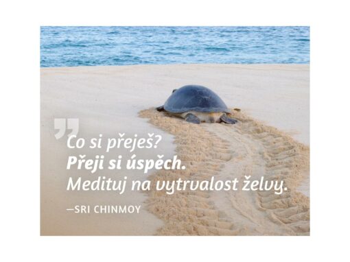 Co si přeješ? Přeji si úspěch. Medituj na vytrvalost želvy - Sri Chinmoy